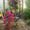 Бугенвиллея - цветёт 9 месяцев в году. Для комнаты, оранжереи и зимнего сада. - Изображение #3, Объявление #1226861