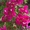 Бугенвиллея - цветёт 9 месяцев в году. Для комнаты,  оранжереи и зимнего сада. #1226861