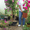 Бугенвиллея - цветёт 9 месяцев в году. Для комнаты, оранжереи и зимнего сада. - Изображение #2, Объявление #1226861
