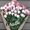 Цветы, розы с доставкой по низким ценам Минска! - Изображение #2, Объявление #1218194