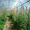 Теплица Урожай ПК от 4 до 10 м в комплекте с поликарбонатом. Доставка по РБ бесп - Изображение #3, Объявление #1229584