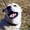 Коди - очаровательный молодой собака в дар - Изображение #1, Объявление #1255883