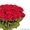 Доставка роз в Минске, всегда свежие розы дешево - Изображение #1, Объявление #1261154