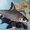 Акулий балу (акулий барбус) - Аквариумные рыбки