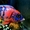 Аулонокара мультиколор - Аквариумные рыбки