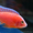 Аулонокара земляничная - Аквариумные рыбки #1263706