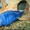 Дельфин голубой - Аквариумные рыбки #1263713