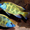 Цыхлиды разные - Аквариумные рыбки - Изображение #2, Объявление #1150327