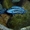 Цихлида Майнгано - Аквариумные рыбки #1263718