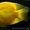 Попугай жёлтый - Аквариумные рыбки #1263722