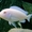 Цихлиды Белый принц (снежинка) - Аквариумные рыбки #1263723