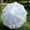 Зонт свадебный особый #1266359