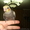  Ручные попугаи корелла - Изображение #3, Объявление #1274397