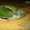 Ручной Александрийский попугай - Изображение #2, Объявление #1274422