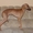 Вязка собак кобель левретки(итальянской борзой) #1295047
