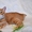 Кот рыжий Бриз в дар - Изображение #1, Объявление #1301922