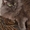 кошка Дымка в дар - Изображение #1, Объявление #1301919