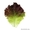 Семена салата KS 155 фирмы Китано - Изображение #1, Объявление #1297229