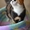 кошка Кузя в дар - Изображение #3, Объявление #1301923