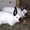 Калифорнийские кролики,  самки #1302761