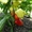 Семена сладкого перца YANIKA F1 / ЯНИКА F1 фирмы Китано - Изображение #3, Объявление #1296806