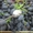 Продам охлажденный виноград из Молдовы - Изображение #2, Объявление #1308928