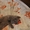 Британские  короткошерстные плюшевые котята #1309548