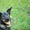 Бетти - очаровательная молодая собачка в поисках дома - Изображение #2, Объявление #1310543