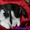 Черно-белые,голубоглазые щенки Сибирской Хаски от HORD HEAT BAFFI  - Изображение #3, Объявление #1347084