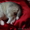 Черно-белые,голубоглазые щенки Сибирской Хаски от HORD HEAT BAFFI  - Изображение #1, Объявление #1347084