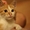 Рыжий котенок в добрые руки - Изображение #2, Объявление #1347114