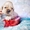 Американского кокер спаниеля замечательные щенки - Изображение #5, Объявление #1355658