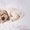 Американского кокер спаниеля замечательные щенки - Изображение #7, Объявление #1355658