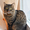Мишель-роскошная тигровая кошка в дар - Изображение #5, Объявление #1365451