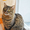Мишель-роскошная тигровая кошка в дар - Изображение #8, Объявление #1365451