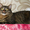 Мишель-роскошная тигровая кошка в дар - Изображение #3, Объявление #1365451