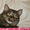 Мишель-роскошная тигровая кошка в дар - Изображение #6, Объявление #1365451