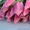 Свежесрезанные тюльпаны в г. Минск  #1037548