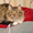 котенок Дейл в дар - Изображение #1, Объявление #1301911