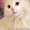Кошка Белоснежка в дар - Изображение #1, Объявление #1373734