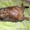 Уютная кошка-пампушка в дар - Изображение #1, Объявление #1372060
