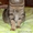 Уютная кошка-пампушка в дар - Изображение #2, Объявление #1372060