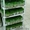 Продаю зеленые проростки для домашних птиц и животных #1370246