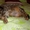 Уютная кошка-пампушка в дар - Изображение #3, Объявление #1372060