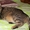 Уютная кошка-пампушка в дар - Изображение #4, Объявление #1372060