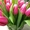 Тюльпаны оптом + бизнес-стратегия продажи в розницу от 3000 шт. в день. - Изображение #7, Объявление #1383090