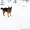 Кобель немецкой овчарки приглашает на вязку (чепрак) Боровляны - Изображение #1, Объявление #1382187