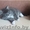 Сибирские породистые котята #1401341