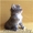 Сибирские породистые котята - Изображение #2, Объявление #1401341