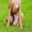 Продается щенок левретки Минск - Изображение #3, Объявление #1445745